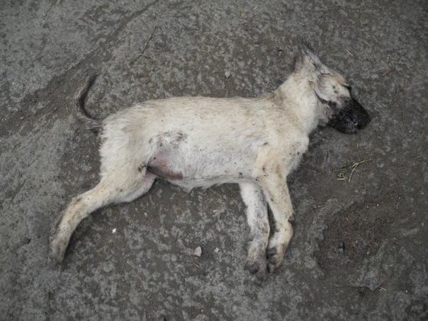В Омске неизвестные отравили собак в приюте X_1b8f1da2