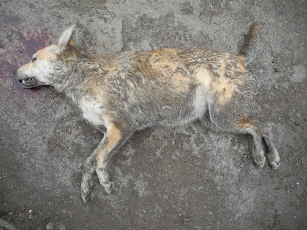 В Омске неизвестные отравили собак в приюте X_30790d3b