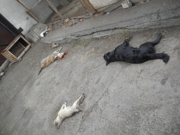 В Омске неизвестные отравили собак в приюте X_3f1982da