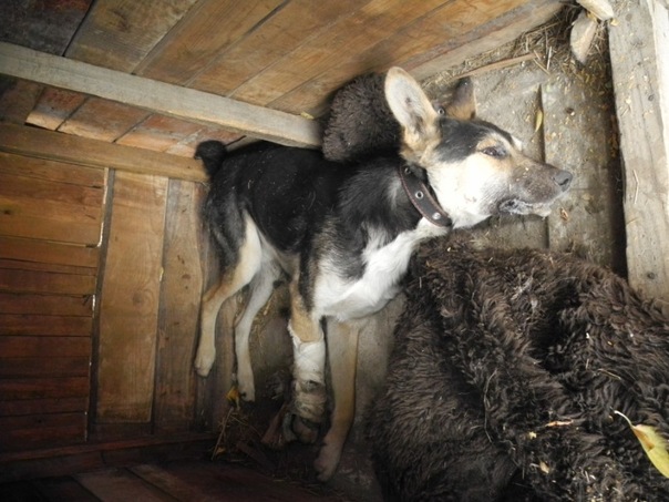 В Омске неизвестные отравили собак в приюте X_4701b3f6
