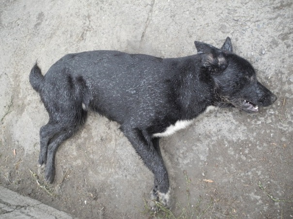 В Омске неизвестные отравили собак в приюте X_9bb0b999