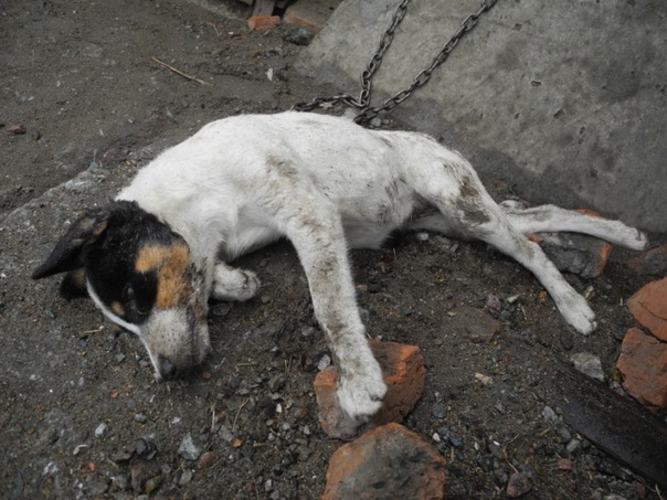 В Омске неизвестные отравили собак в приюте X_a16c77be