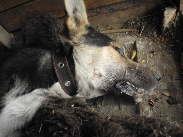В Омске неизвестные отравили собак в приюте X_b16a02c9