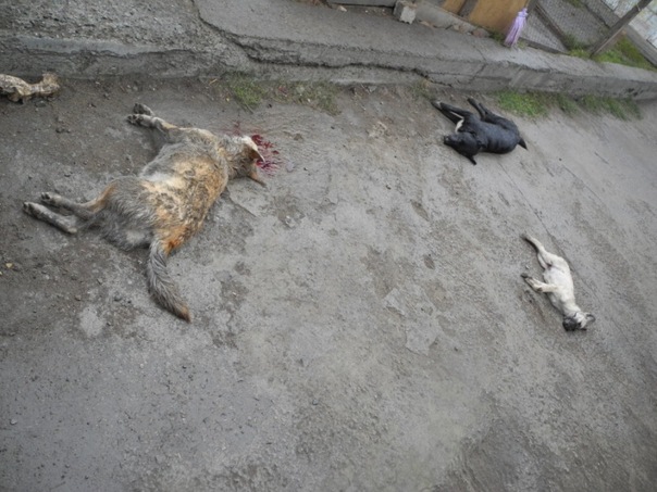 В Омске неизвестные отравили собак в приюте X_b72469ac