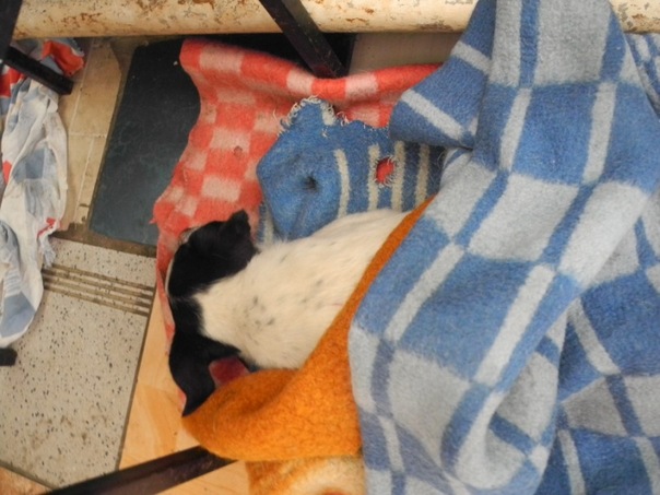 В Омске неизвестные отравили собак в приюте X_d0ee4b9f